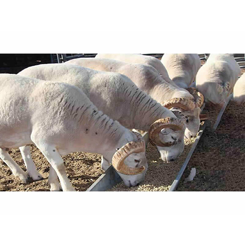 Goat Feed Pellet Machine - Stainless Steel, Semi-automatic | Frequency Speed Control, Uniform Pellet Size, Reduces Feed Wastage