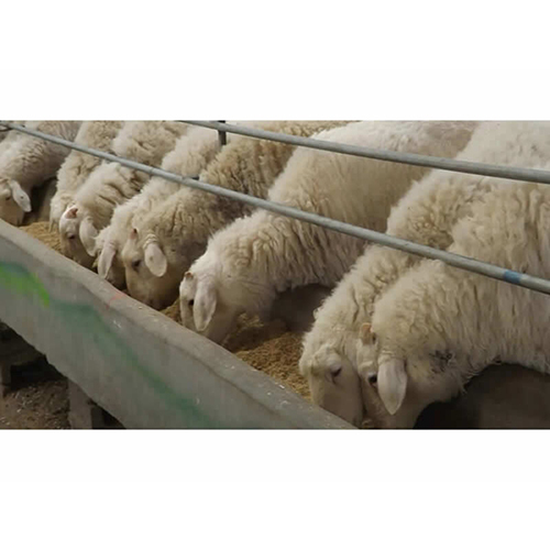 Goat Feed Pellet Machine - Stainless Steel, Semi-automatic | Frequency Speed Control, Uniform Pellet Size, Reduces Feed Wastage