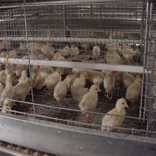 Breeder Chick Cum Grower Automatic Cages - Color: Gray
