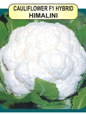 Cauliflower F1 Seeds - Medium Late Maturing, 1.5-2.0kg Milky White Curds, Deep Bluish Green Foliage, 100% Self Benching