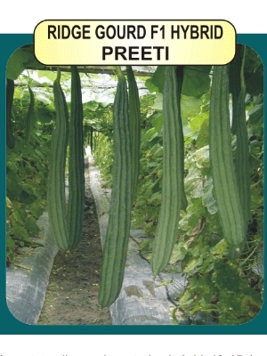 Ridge Gourd F1 Seeds - Hybrid Vegetable Seeds, 40-45 Days Maturity, 40-45cm Length, Bright Green Color, 3-5cm Diameter | 10g Pack Weight, Medium Vigor