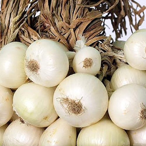  ताजा सफेद प्याज की नमी (%): शून्य