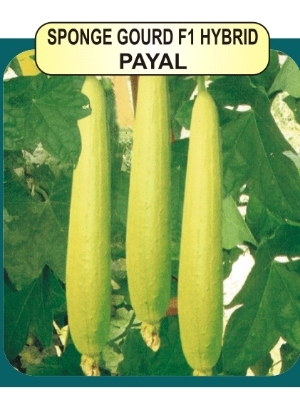Sponge Gourd F1 Seeds - Early Maturing, 22-24cm Length, 100-120g Average Weight | Very High Yielding, Adaptable to Heat & Humidity