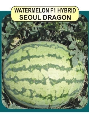 Watermelon F1 Seeds - Early High Yielding Variety with Oblong Striped Fruits, 10-12kg Weight | Hybrid, 10g Pack, Strong Branches