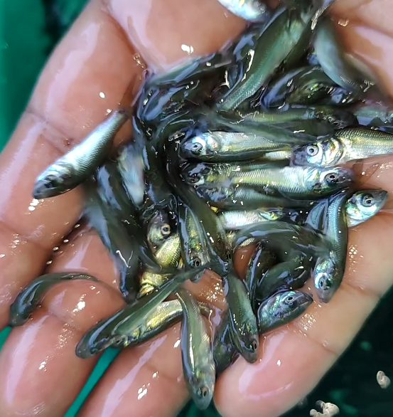Rohu Fish Seed - Diameter: 3 To 4 Mm Millimeter (Mm)