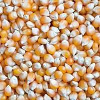 Yellow Maize