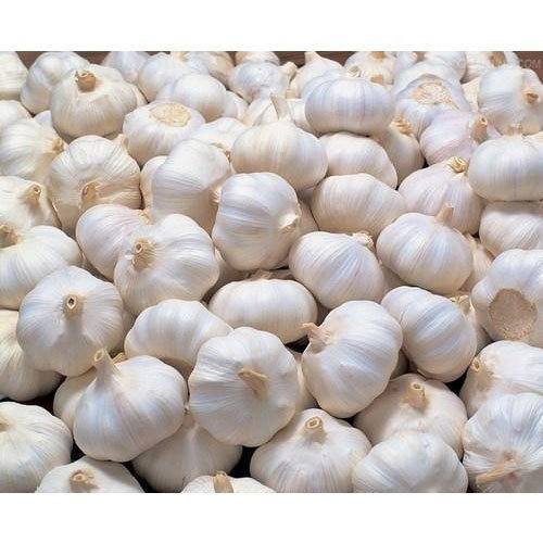 Fesh Garlic - Raw Bulb, Round Shape, White and Purple Varieties | Versatile Flavoring Ingredient for Savory Dishes