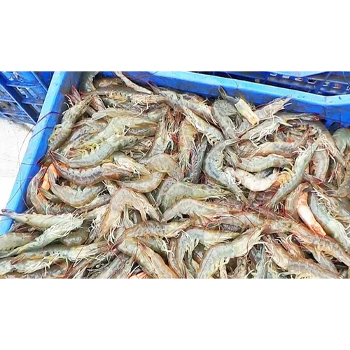 Piece Fresh Prawn Fish