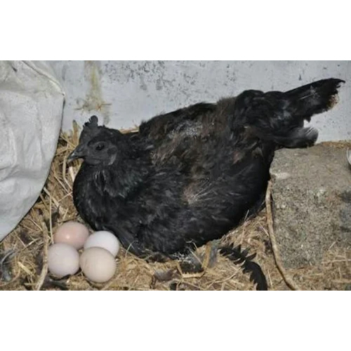 Kadaknath Chicken Egg Egg Size: Different Available