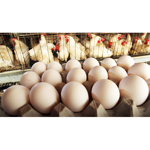 Chickens Eggs - Fresh Table Eggs, Different Sizes from Carefully Raised Chickens, Perfect for Breakfast and Versatile Cooking