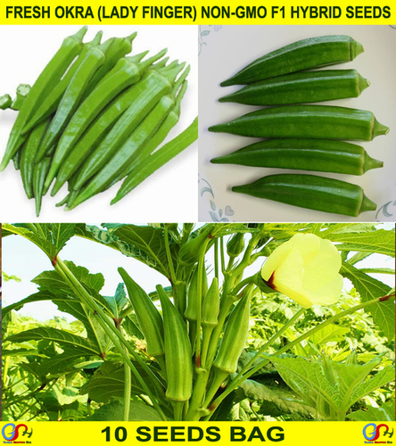 Fresh Okra