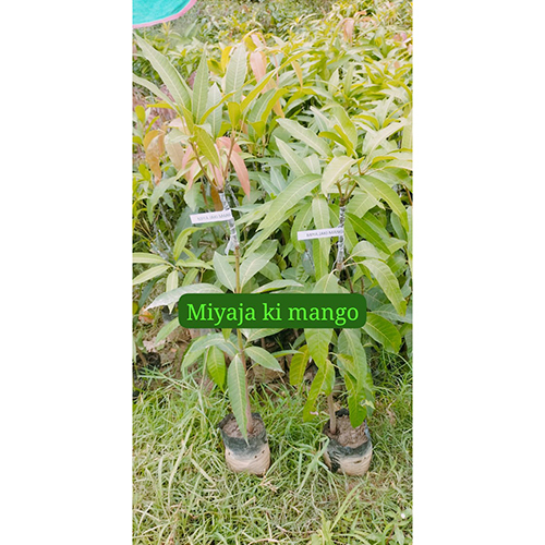 विभिन्न उपलब्ध थाई मैंगो प्लांट