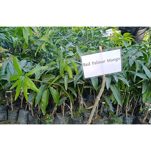 विभिन्न उपलब्ध थाई पाल्मर मैंगो प्लांट
