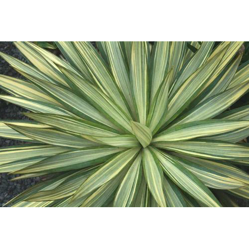 युक्का एक्सट्रैक्ट लिक्विड एप्लीकेशन: इंडस्ट्रियल