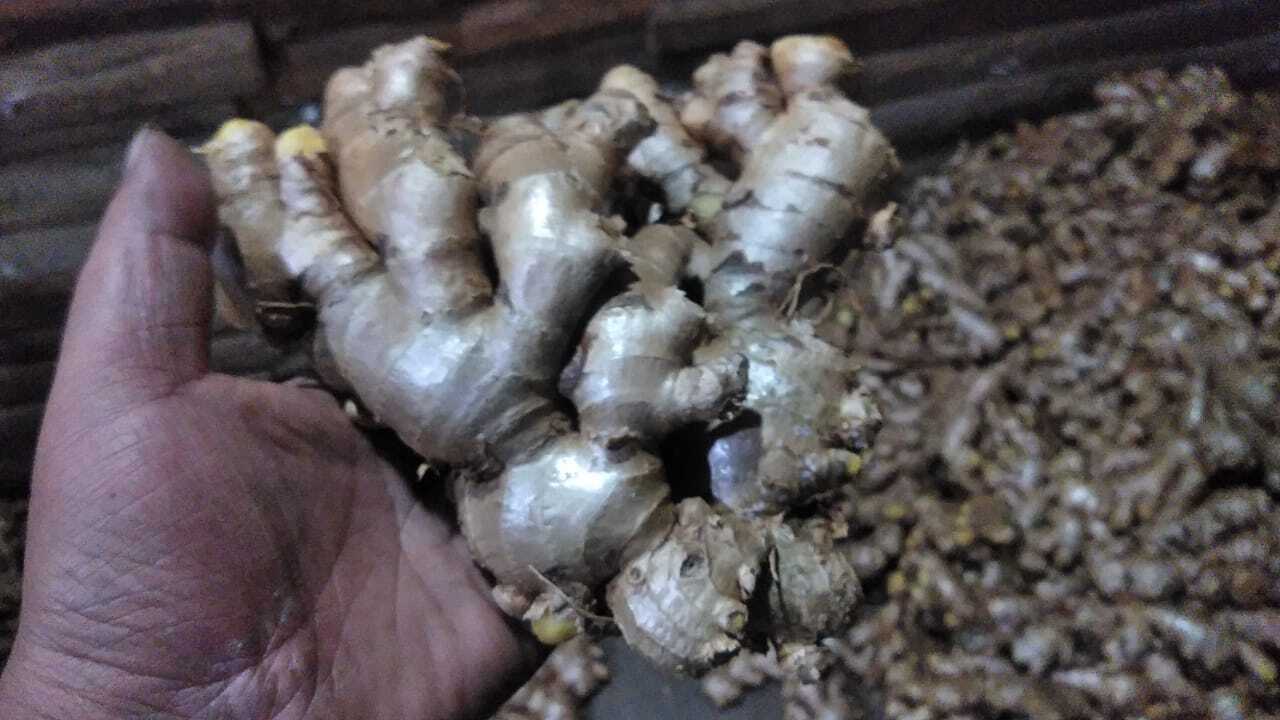 Fresh Ginger From Assam - Moisture (%): 80-85%