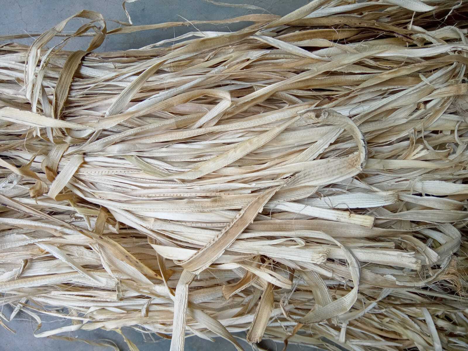 Dried Banana Stem - Natural White | Raw Material, Light In Weight, Recycled, Quick Dry, Moisture-absorbent, Durable, Open End