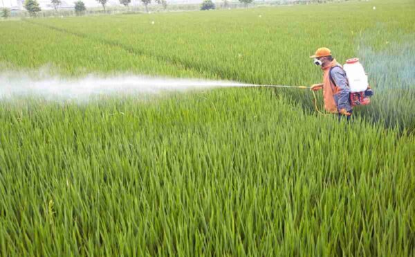 Knapsack Power Sprayer - 4 Stroke, 1hp, 15l Capacity | High Pressure 20-35 Bar, Brass Pump Chamber, Efficient Fuel Consumption