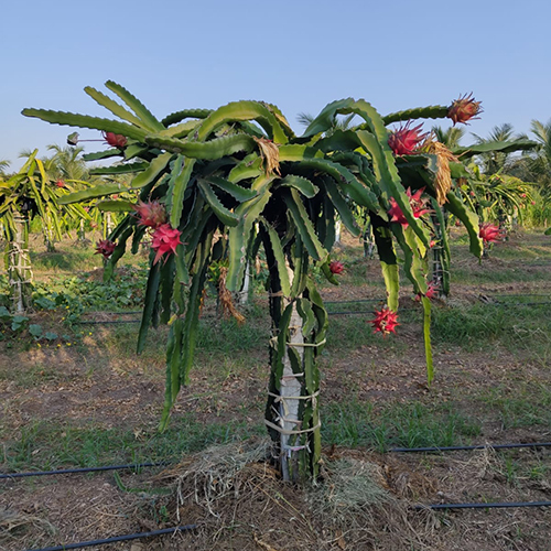 Common Fresh Dragon Fruit