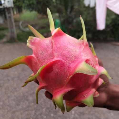 Common Organic Dragon Fruit