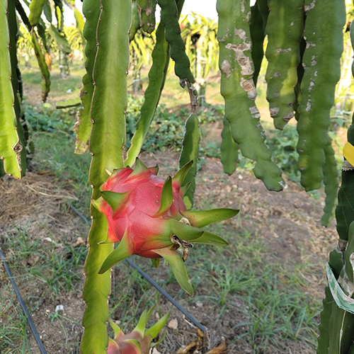 Common Organic Dragon Fruit