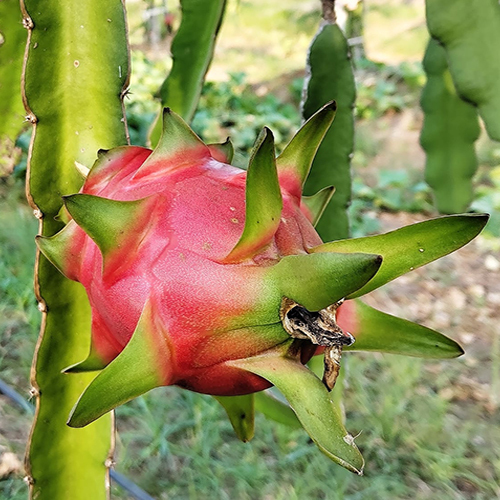 Common Organic Dragon Fruit