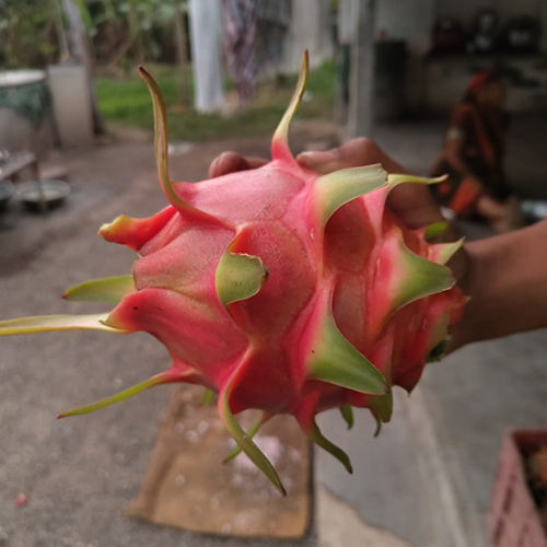 Common Organic Dragon Fruit