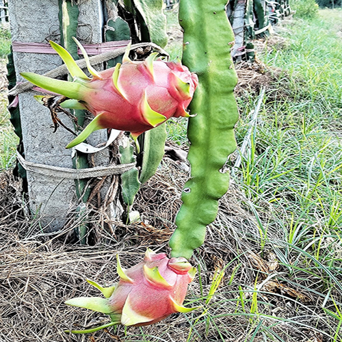 Common Organic Dragon Fruit