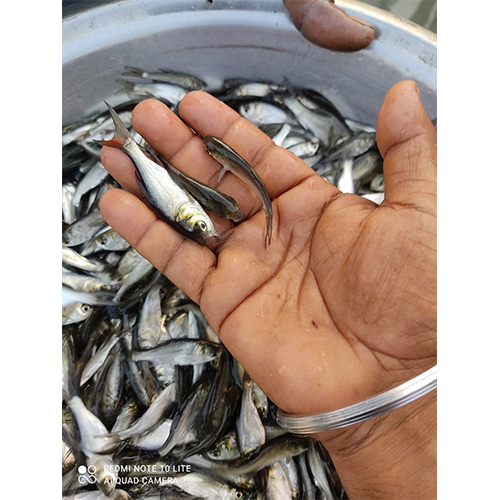 ग्रे ब्रिगेड कार्प फिश सीड