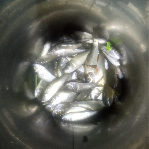 सिल्वर ग्लास कप फिश सीड