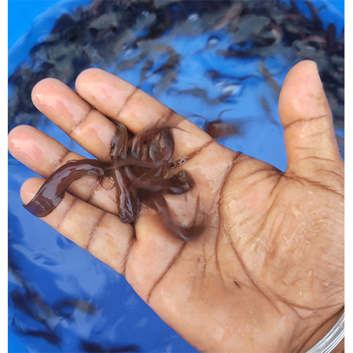 ब्राउन सिंघी मछली का बीज