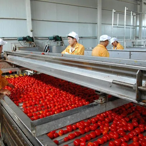 Tomato Ketchup Plant