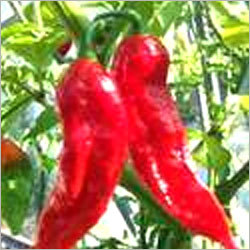Bhut Jolokia