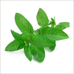 Mint Leaves