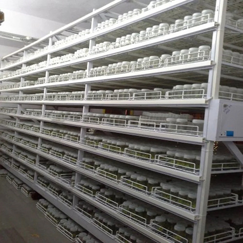 Metal Plant Tissue Culture Rack