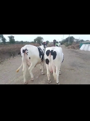 हरियाणा एचएफ गाय
