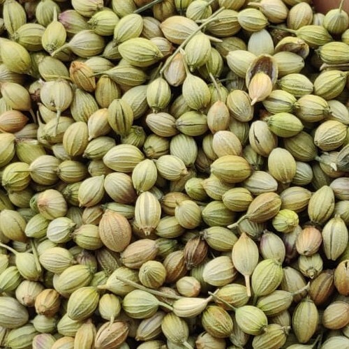 Coriander Seeds - Green/brown Dried Spices Seeds | Grade A, 100% Purity, 24 Months Shelf Life, Ideal For Indian Cuisine