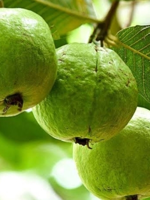 प्राकृतिक हरा अमरुद