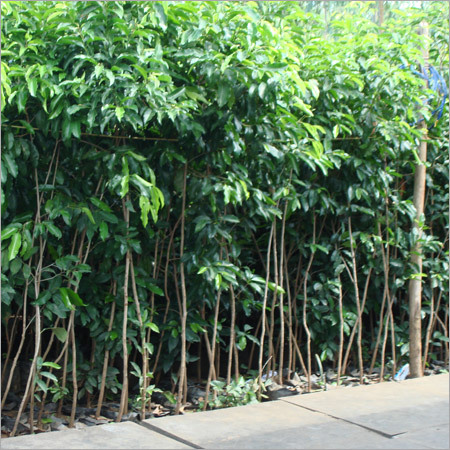 मीमुसोप्स एलेंगी (पोगड़ा)