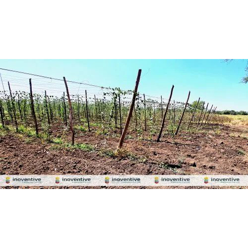 मांडव मंडप के लिए काला 3mm पालतू कृषि तार