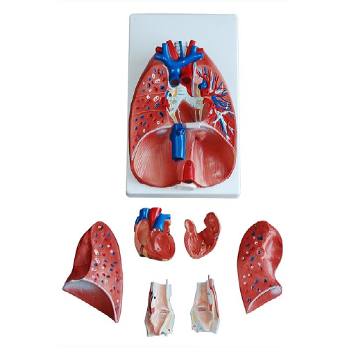 Xc-320 Larynx Heart And Lungs Model