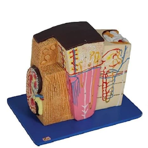 1603 Kidney Microstructure - Color: Multicolor