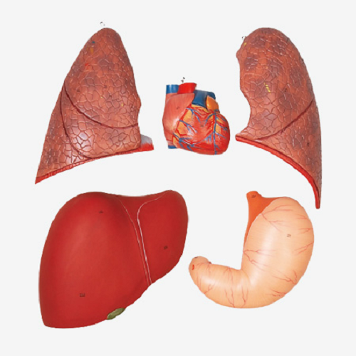 Gd/a10001 Full Size Human Body Muscles With Internal Organs