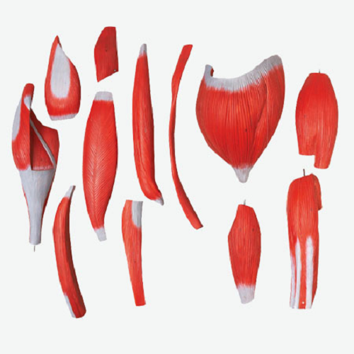 Gd/a10001 Full Size Human Body Muscles With Internal Organs