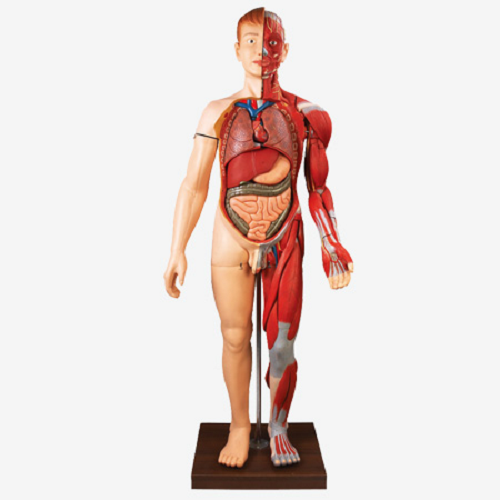Gd/a10001 Full Size Human Body Muscles With Internal Organs