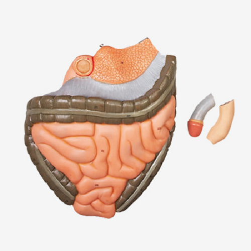 Gd/a10001 Full Size Human Body Muscles With Internal Organs