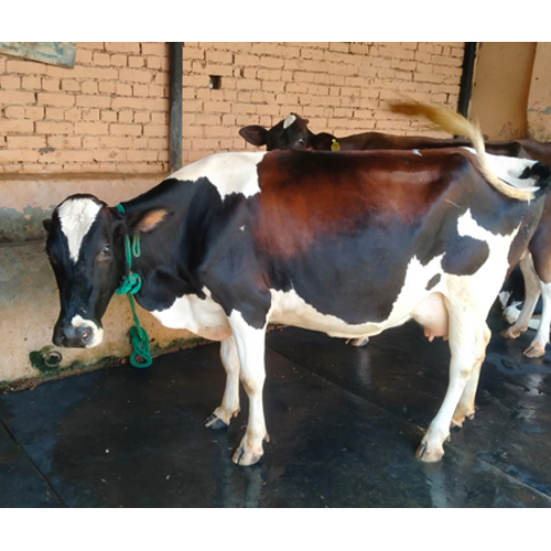 विभिन्न उपलब्ध शुद्ध एचएफ गाय