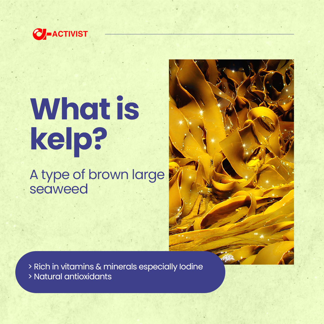 Activist Kelp Thyroid 60 Capsules - Shelf Life: 18 Months