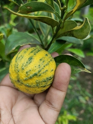 वेरिगेटेड माल्टा नींबू