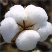 Natural Raw Fibre