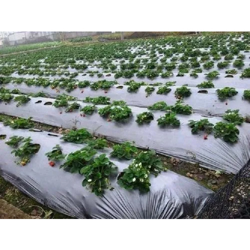 21 Microns Plastic Agriculture Mulching Sheet - Opaque Rigid Material, Customized Multi-layer Sizes | Moisture Retention, Weed Prevention, Pest Protection